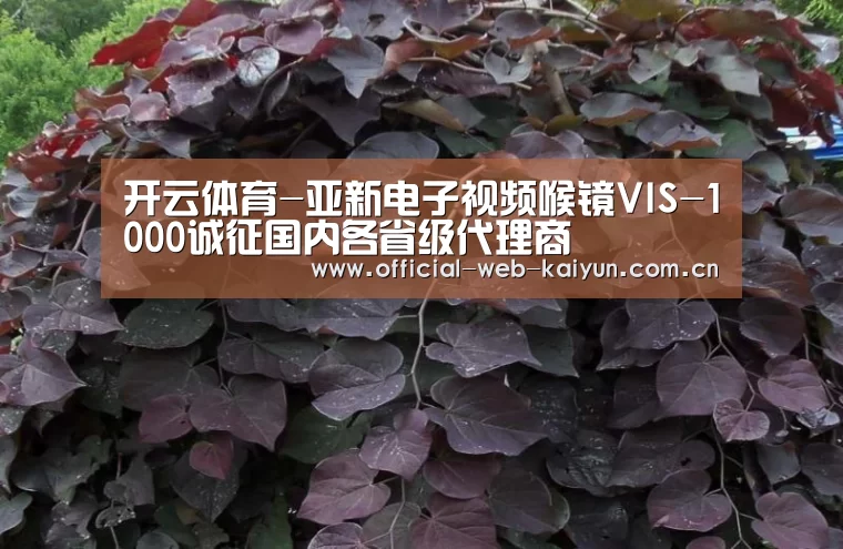 开云体育