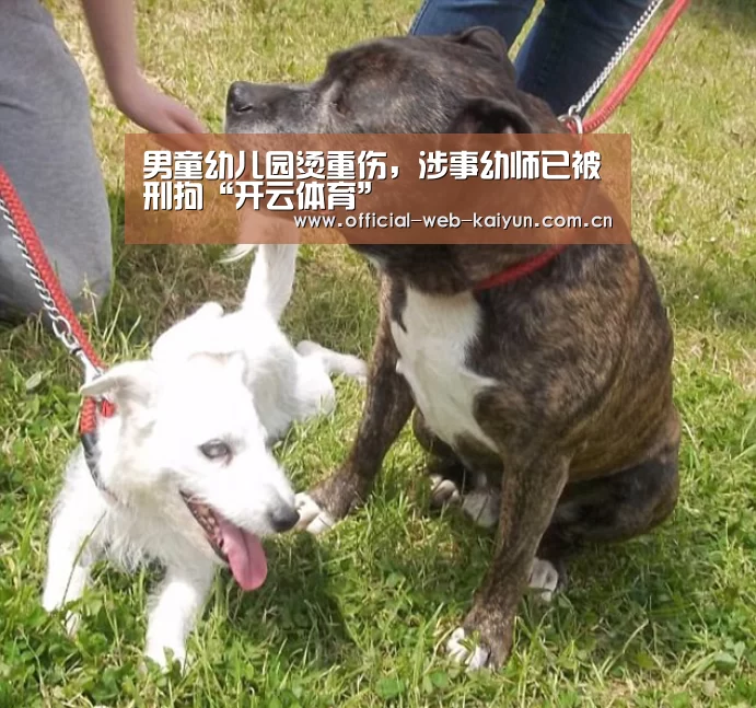 开云体育
